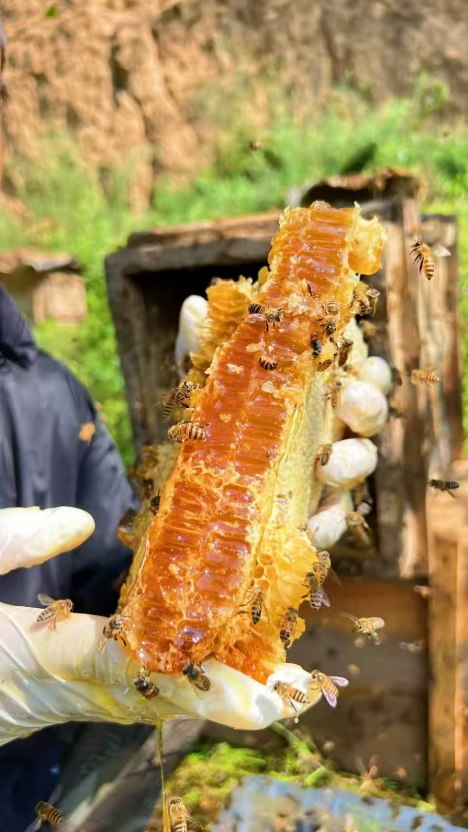 採蜜過程