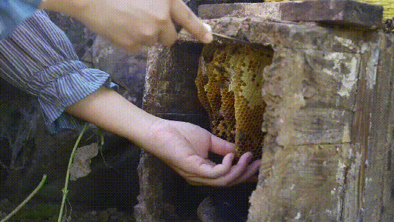 蜂蜜動畫